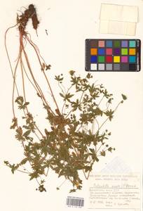 Potentilla erecta (L.) Raeusch., Eastern Europe, North-Western region (E2) (Russia)