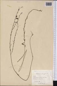 Buchnera longifolia Kunth, America (AMER) (Cuba)