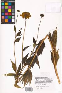 Rudbeckia laciniata L., Eastern Europe, Western region (E3) (Russia)