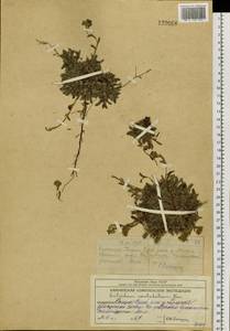 Eritrichium sericeum (Lehm.) A. DC., Siberia, Chukotka & Kamchatka (S7) (Russia)