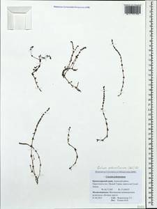 Cruciata pedemontana (Bellardi) Ehrend., Caucasus, Krasnodar Krai & Adygea (K1a) (Russia)