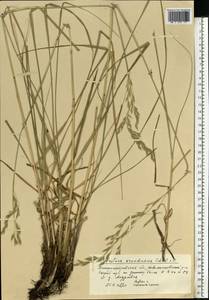 Festuca arundinacea Schreb. , nom. cons., Eastern Europe, South Ukrainian region (E12) (Ukraine)