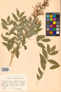 Dictamnus dasycarpus Turcz., Siberia, Russian Far East (S6) (Russia)