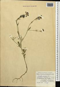 Nigella arvensis L., Caucasus, Azerbaijan (K6) (Azerbaijan)