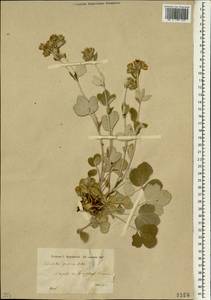 Potentilla speciosa Willd., South Asia, South Asia (Asia outside ex-Soviet states and Mongolia) (ASIA) (Turkey)