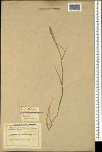 Sporobolus alopecuroides (Piller & Mitterp.) P.M.Peterson, Caucasus, Krasnodar Krai & Adygea (K1a) (Russia)