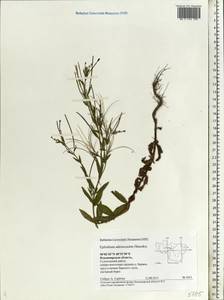 Epilobium ciliatum subsp. ciliatum, Eastern Europe, Central region (E4) (Russia)