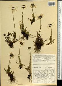 Tanacetum lanuginosum Sch. Bip. & Herder, Mongolia (MONG) (Mongolia)