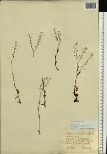 Myosotis, Eastern Europe, Eastern region (E10) (Russia)