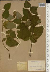 Betula pubescens Ehrh., Eastern Europe, South Ukrainian region (E12) (Ukraine)