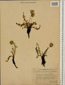 Taraxacum confusum Schischk., Caucasus, Stavropol Krai, Karachay-Cherkessia & Kabardino-Balkaria (K1b) (Russia)