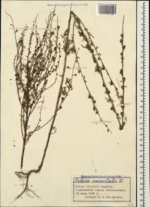 Verbascum orientale (L.) All., Caucasus, Azerbaijan (K6) (Azerbaijan)
