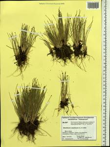 Trichophorum cespitosum (L.) Hartm., Siberia, Central Siberia (S3) (Russia)