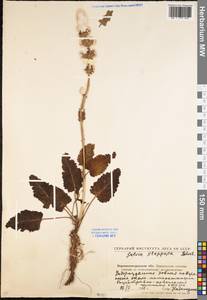 Salvia dumetorum Andrz. ex Besser, Eastern Europe, North Ukrainian region (E11) (Ukraine)