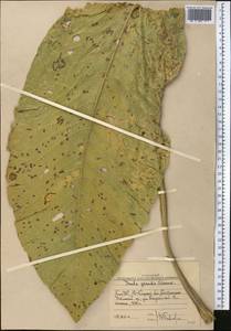 Inula grandis Schrenk ex Fisch. & C. A. Mey., Middle Asia, Western Tian Shan & Karatau (M3) (Uzbekistan)