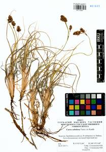 Carex sabulosa Turcz. ex Kunth, Siberia, Baikal & Transbaikal region (S4) (Russia)