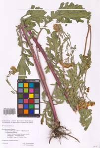 Jacobaea vulgaris subsp. vulgaris, Eastern Europe, Central forest-and-steppe region (E6) (Russia)