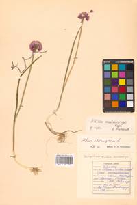 Allium maximowiczii Regel, Siberia, Russian Far East (S6) (Russia)