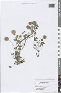 Trifolium fragiferum L., Eastern Europe, Middle Volga region (E8) (Russia)