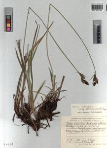 KUZ 003 183, Carex orbicularis Boott, Siberia, Altai & Sayany Mountains (S2) (Russia)