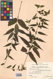 Urtica dioica var. holosericea Fr., Siberia, Russian Far East (S6) (Russia)