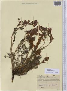 Hedysarum schellianum Knjaz., Middle Asia, Northern & Central Kazakhstan (M10) (Kazakhstan)