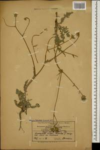 Crepis foetida subsp. rhoeadifolia (M. Bieb.) Celak., Caucasus, Azerbaijan (K6) (Azerbaijan)