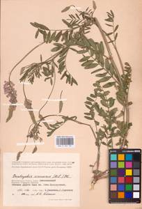 Onobrychis viciifolia Scop., Eastern Europe, Lower Volga region (E9) (Russia)