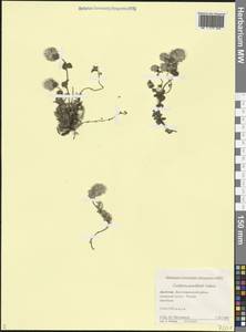 Ziziphora puschkinii Adams, Caucasus, Dagestan (K2) (Russia)