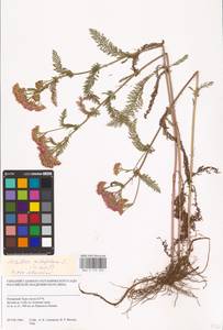 Achillea millefolium L., Siberia, Western Siberia (S1) (Russia)