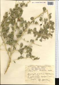 Capparis spinosa, Middle Asia, Caspian Ustyurt & Northern Aralia (M8) (Kazakhstan)