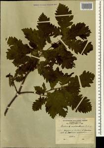Quercus macranthera Fisch. & C.A.Mey. ex Hohen., Caucasus, South Ossetia (K4b) (South Ossetia)