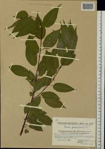 Prunus pensylvanica L. fil., Eastern Europe, North Ukrainian region (E11) (Ukraine)