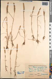 Phleum paniculatum Huds., Caucasus, North Ossetia, Ingushetia & Chechnya (K1c) (Russia)