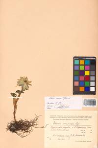 Adonis ramosa Franch., Siberia, Russian Far East (S6) (Russia)