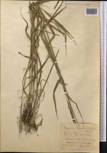 Elymus uralensis (Nevski) Tzvelev, Middle Asia, Western Tian Shan & Karatau (M3) (Kyrgyzstan)