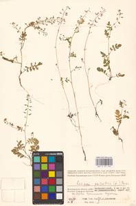 Rorippa palustris (L.) Besser, Eastern Europe, Lower Volga region (E9) (Russia)