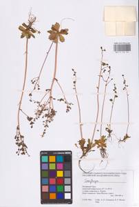 Saxifraga, Siberia, Western Siberia (S1) (Russia)