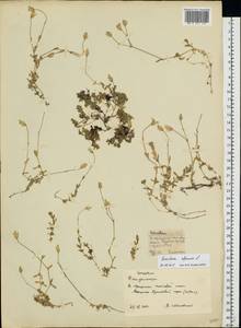 Cerastium alpinum L., Eastern Europe, Northern region (E1) (Russia)