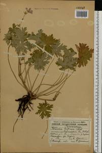 Geranium collinum Stephan ex Willd., Eastern Europe, Central forest-and-steppe region (E6) (Russia)