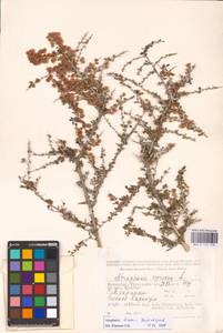 Atraphaxis replicata Lam., Middle Asia, Caspian Ustyurt & Northern Aralia (M8) (Kazakhstan)