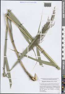 Phragmites australis subsp. isiacus (Arcang.) J.H.Xue, Chepinoga & K.P.Ma, Eastern Europe, Middle Volga region (E8) (Russia)