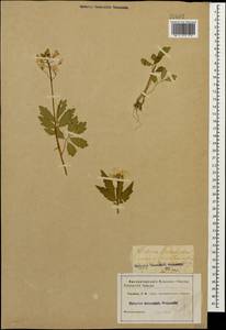 Cardamine quinquefolia (M.Bieb.) Schmalh., Caucasus, Stavropol Krai, Karachay-Cherkessia & Kabardino-Balkaria (K1b) (Russia)