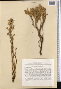 Phelipanche aegyptiaca (Pers.) Pomel, Middle Asia, Muyunkumy, Balkhash & Betpak-Dala (M9) (Kazakhstan)