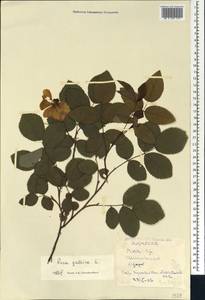 Rosa gallica L., Caucasus, Georgia (K4) (Georgia)