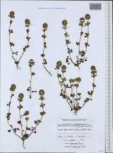 Trifolium lappaceum L., Caucasus, Black Sea Shore (from Novorossiysk to Adler) (K3) (Russia)