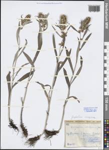 Omalotheca norvegica (Gunnerus) Sch. Bip. & F. W. Schultz, Eastern Europe, Northern region (E1) (Russia)
