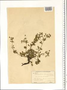 Potentilla leucopolitana P. J. Müll. ex F. W. Schultz, Eastern Europe, Moscow region (E4a) (Russia)