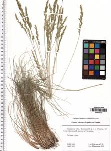 Festuca valesiaca Schleich. ex Gaudin, Eastern Europe, Middle Volga region (E8) (Russia)