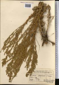 Artemisia ferganensis Krasch. ex Poljakov, Middle Asia, Pamir & Pamiro-Alai (M2)